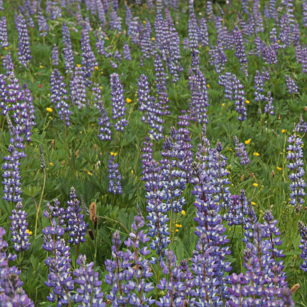 Lupinus arcticus ssp. subalpinus