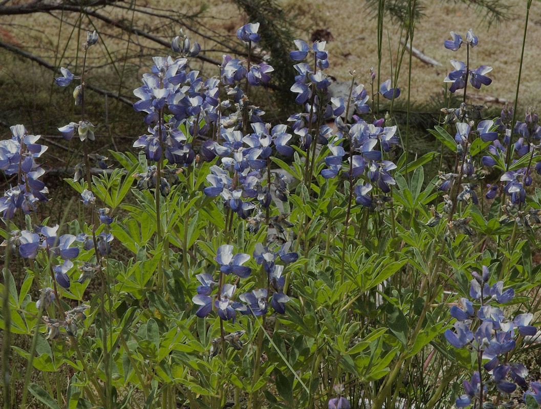 Lupinus latifolius var. latifolius