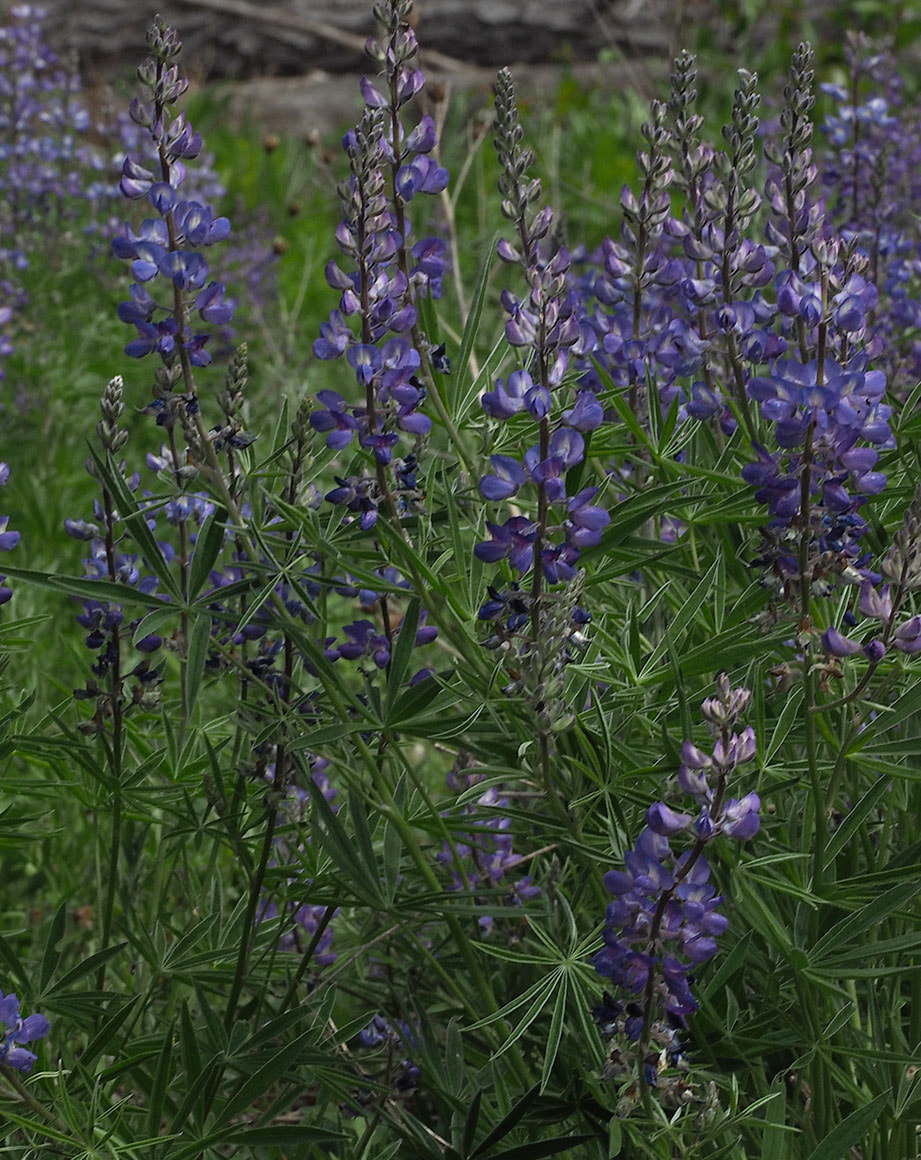 Lupinus bingenensis var. subsaccatus