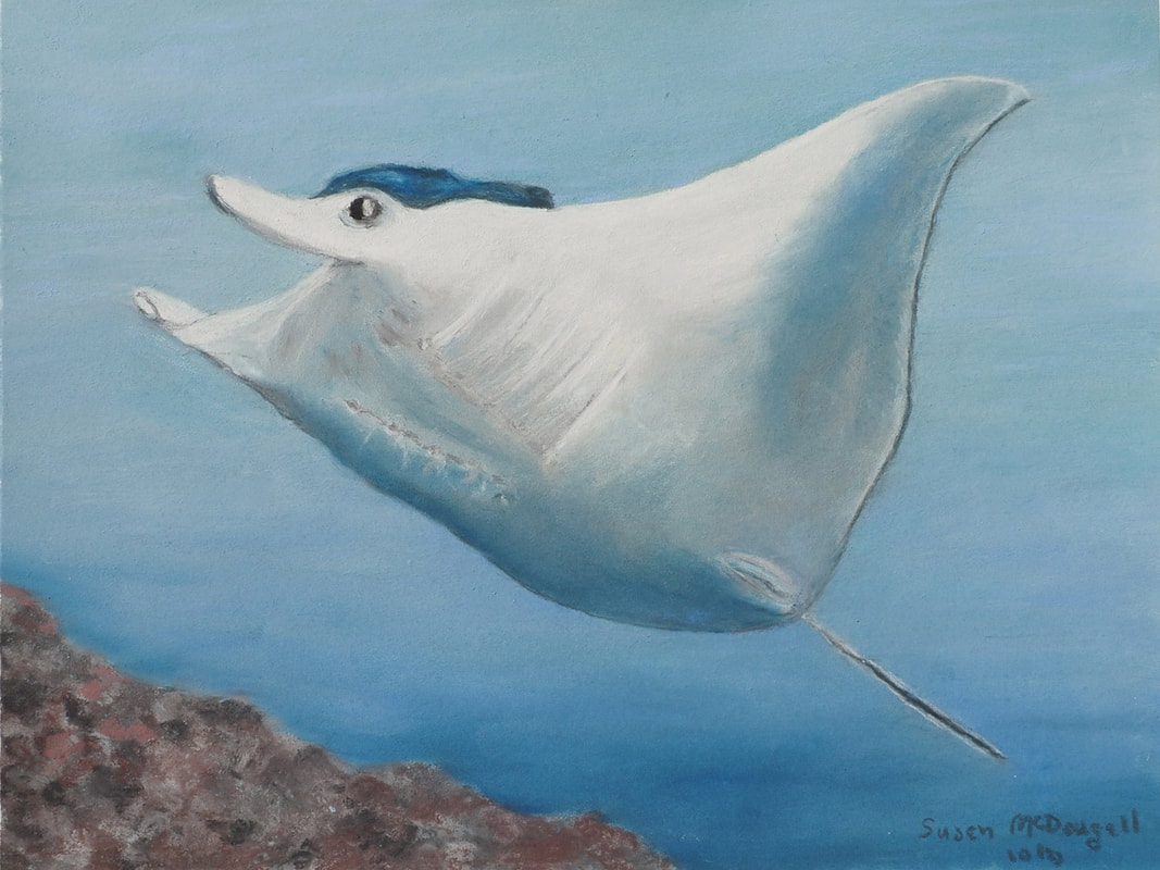 Manta Ray (Mobula birostris)