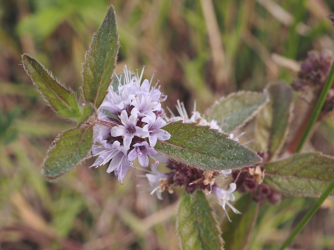 Mentha canadensis