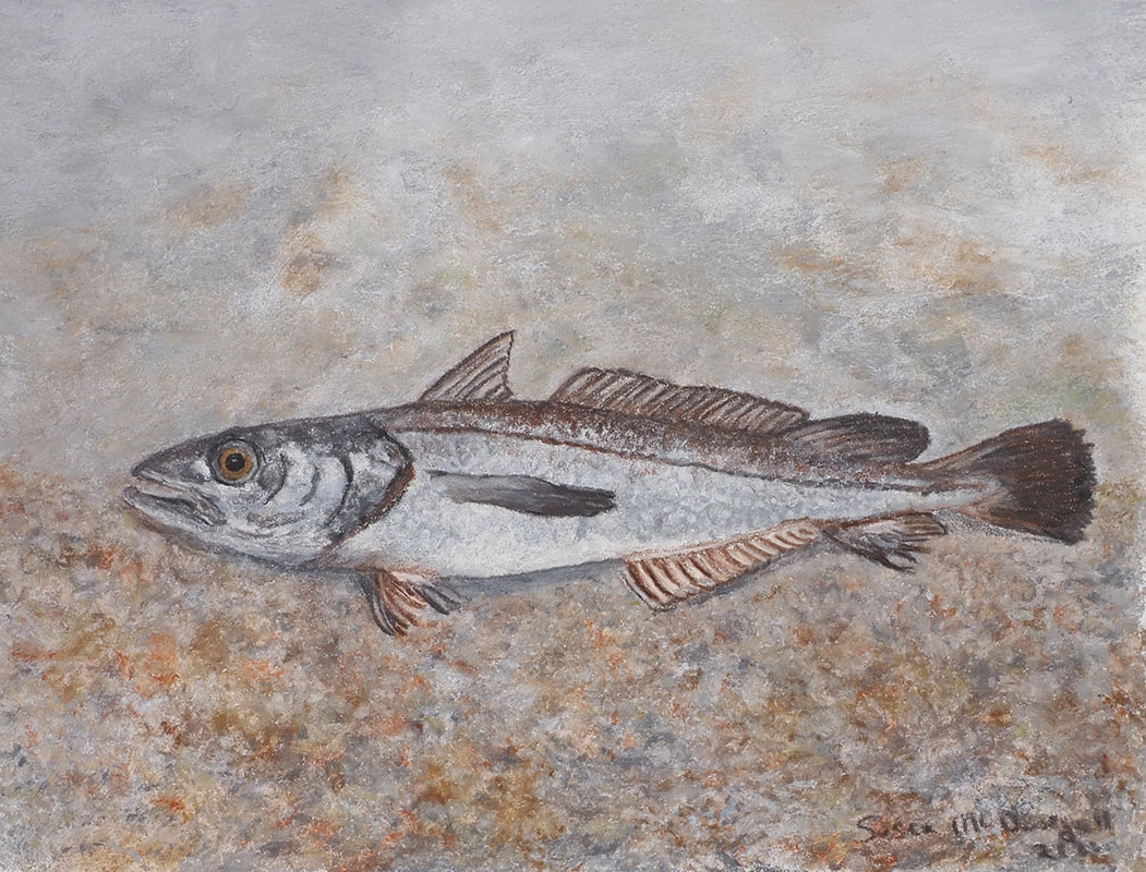 Pacific Hake (Merluccius productus)