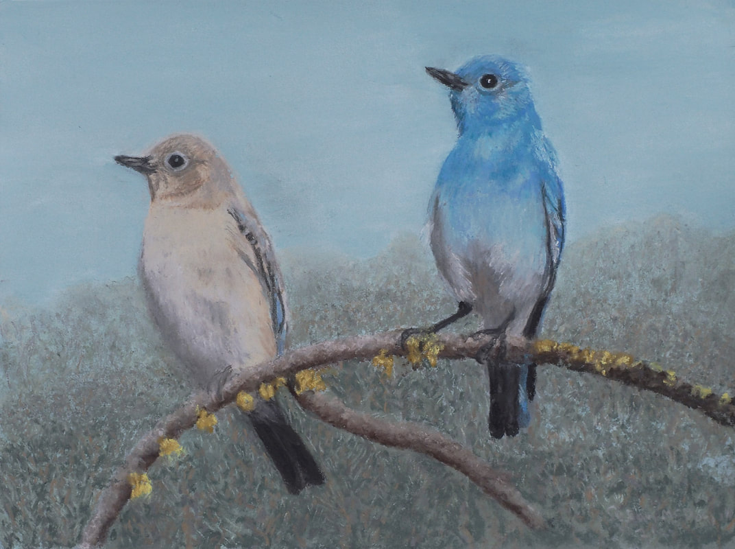 Mountain Bluebirds
