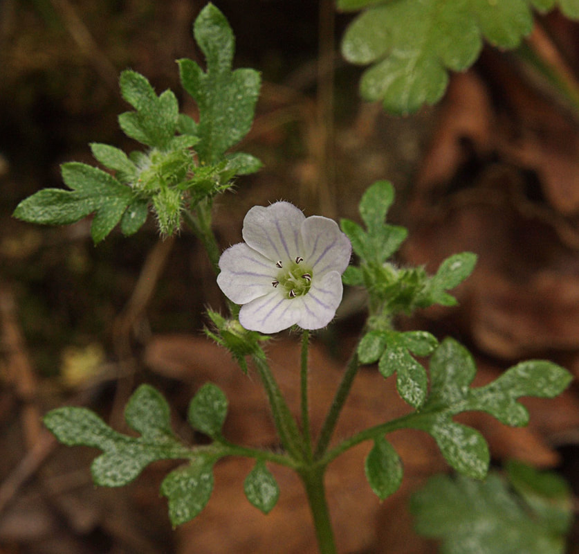 Nemophila parviflora var. quercifolia