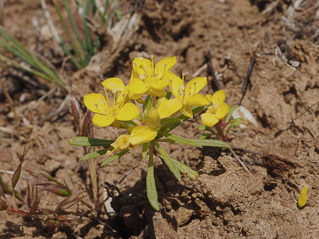 Neoholmgrenia hilgardii