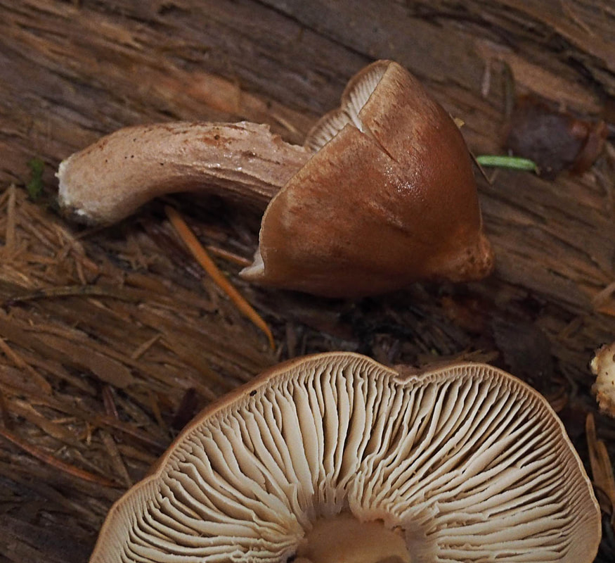 Neolentinus adhaerens