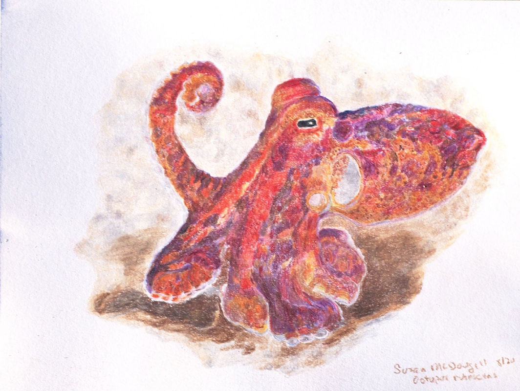 Red Octopus