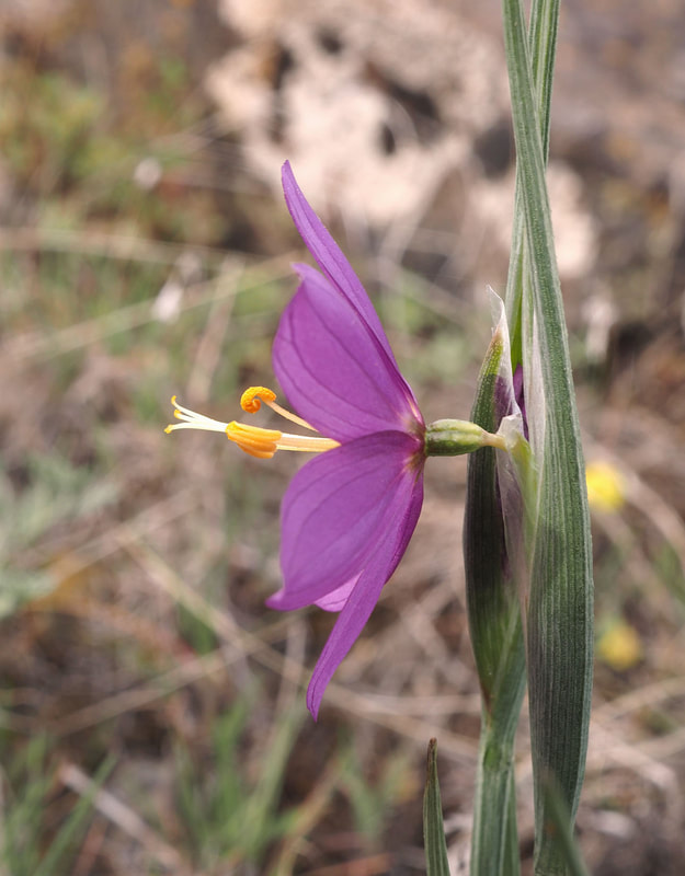 Olsynim douglasii var. inflatum