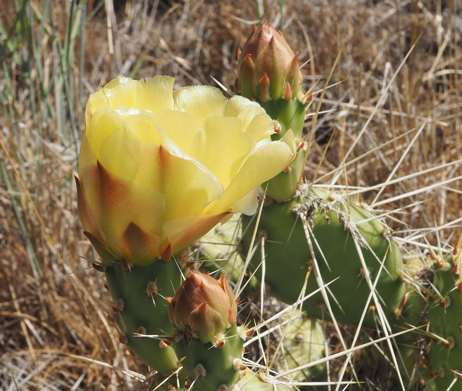 Opuntia columbiana