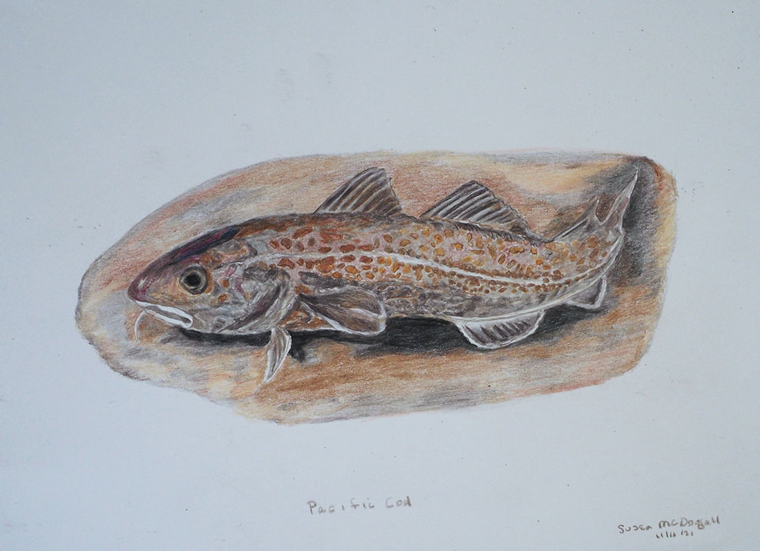 Pacific Cod (Gadus macrocephalus)