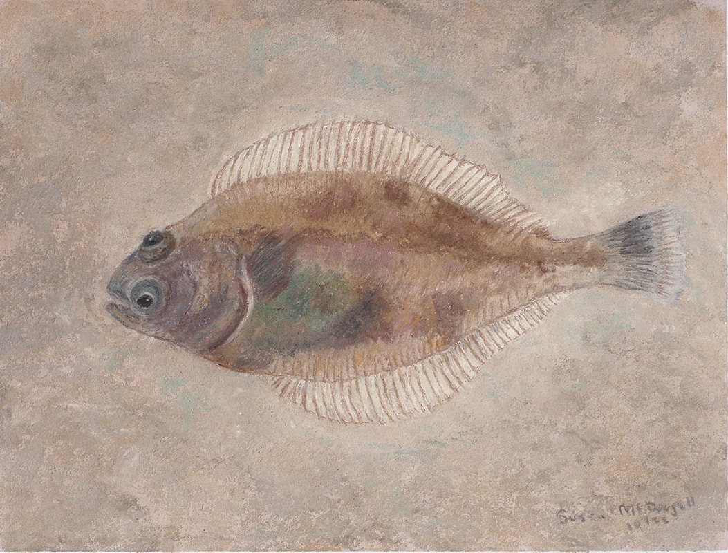Pacific Sanddab (Citharichthys sordidus)