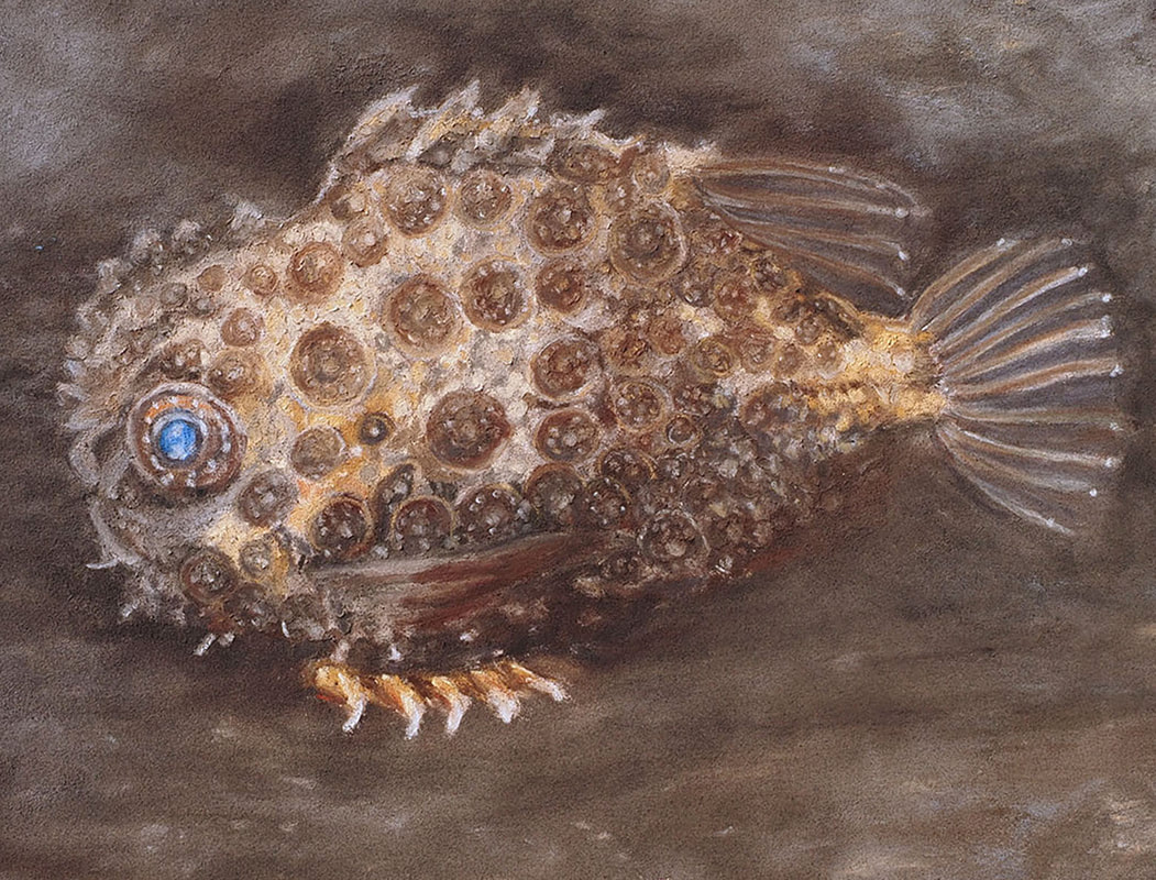 Pacific Spiny Lumpsucker - Eumicrotremus orbisPicture