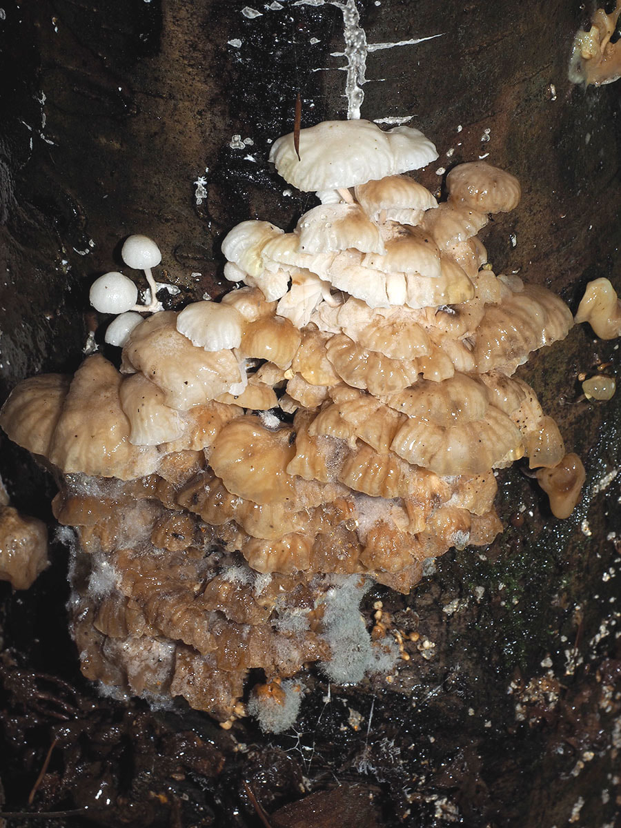 Panellus longinquus