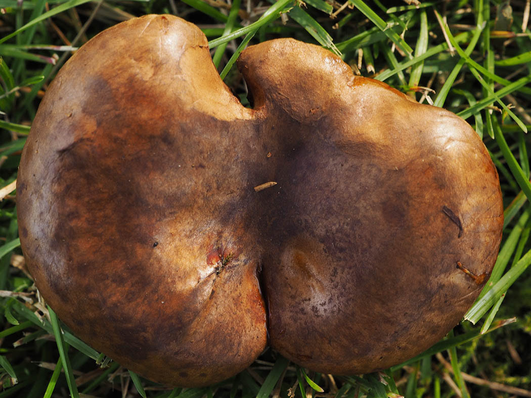 Paxillus involutus (Brown roll-rim)