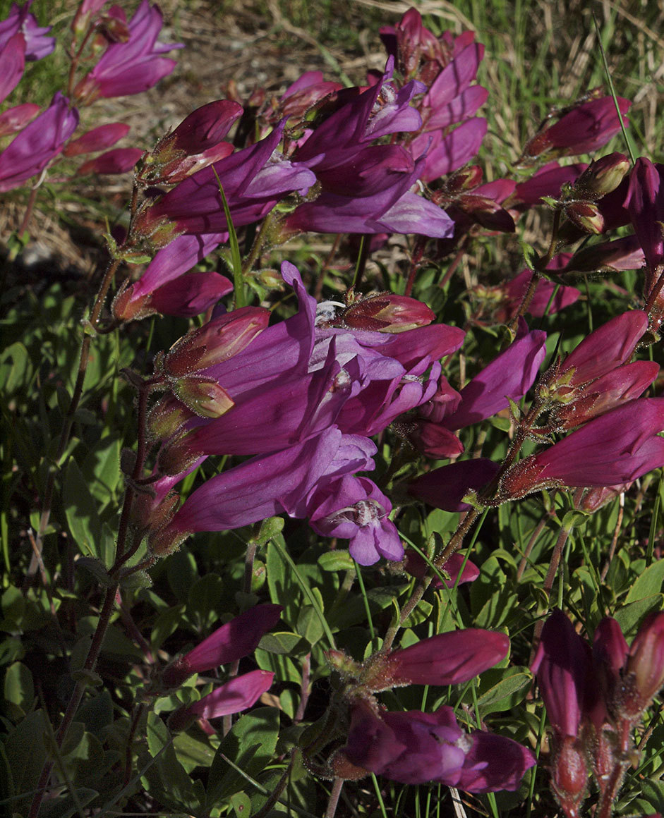 Penstemon rupicola x fruticosus