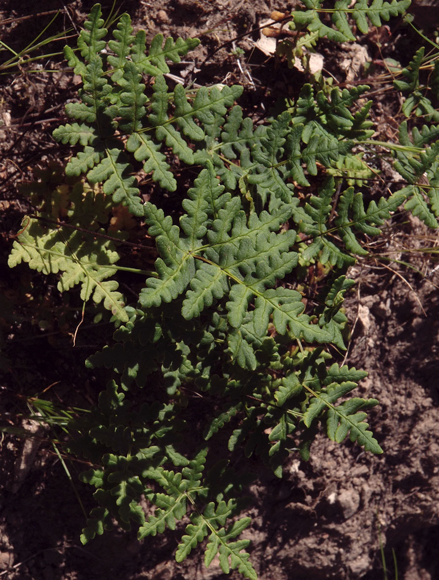 Pentagramma triangularis