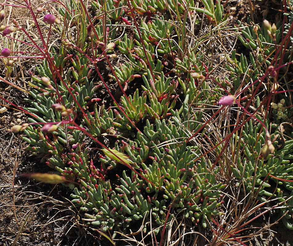 Phemeranthus spinescens