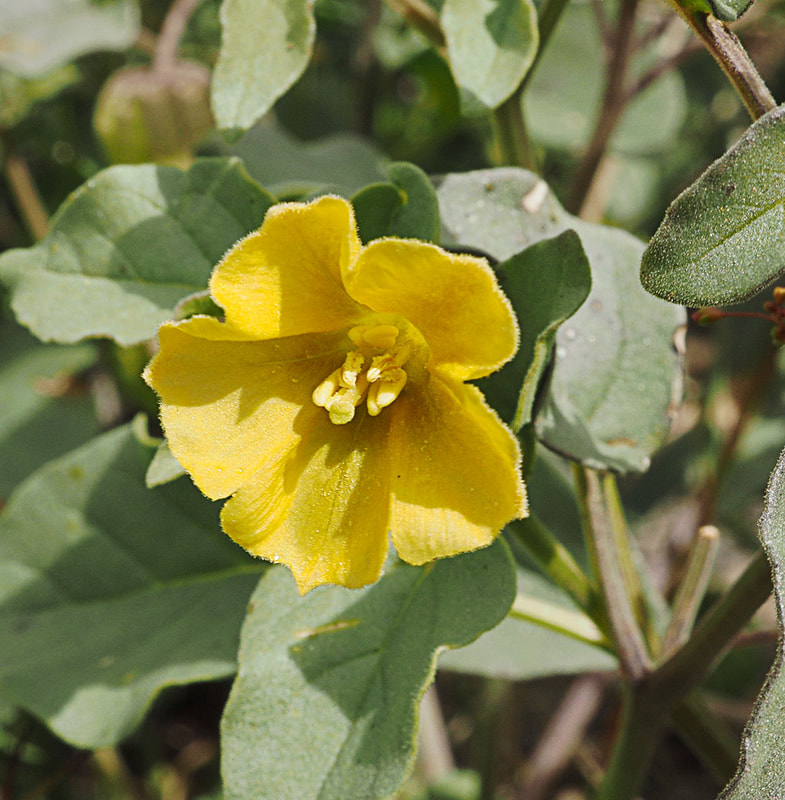 Physalis crassifolia