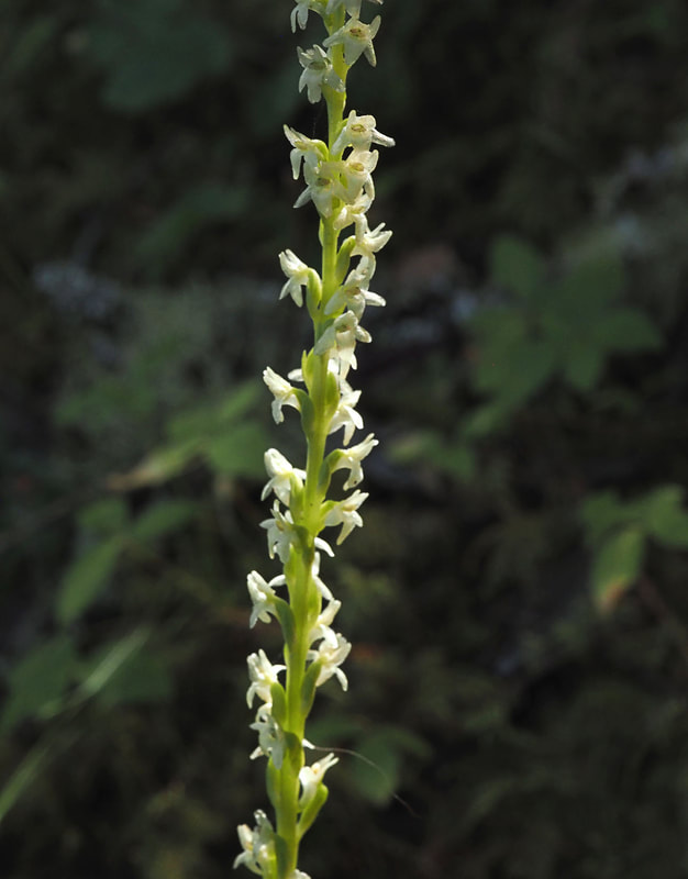 Platanthera ephemerantha