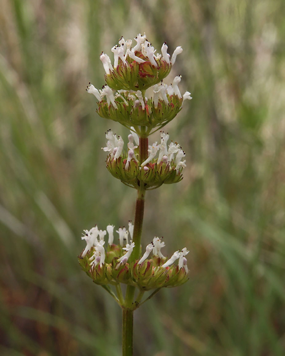 Plectritis macrocera