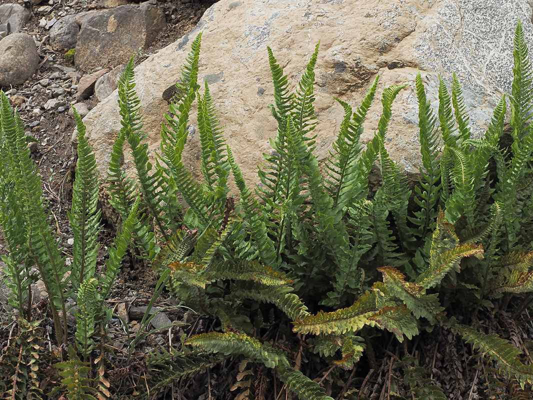 Polystichum scopulinum