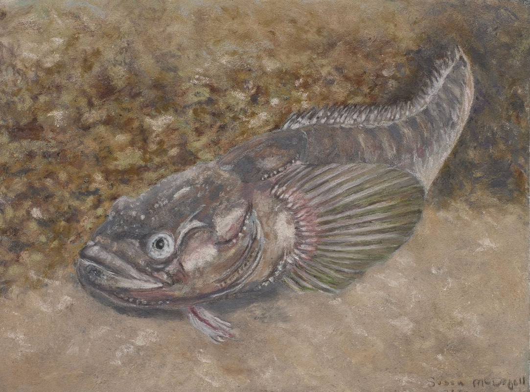 Plainfin Midshipman (Porichthys notatus)