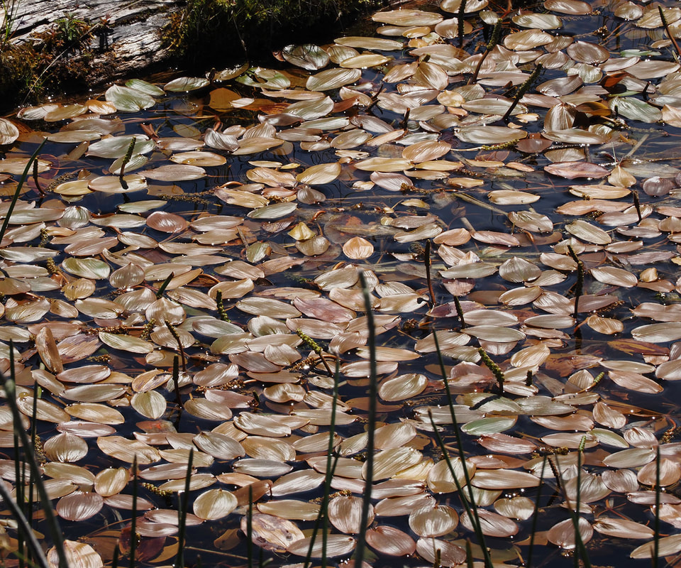 Potamogeton natans