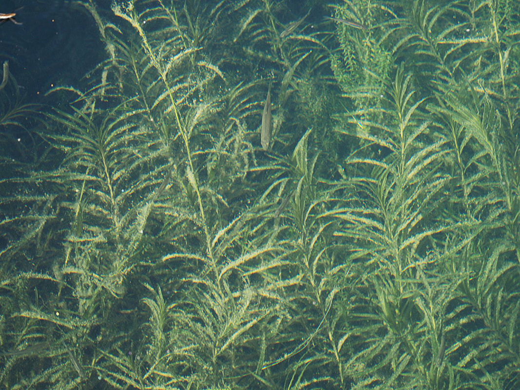 Potamogeton richardsonii