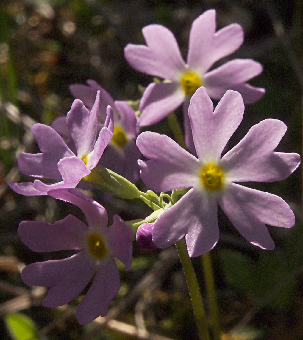 Primula mistassinica