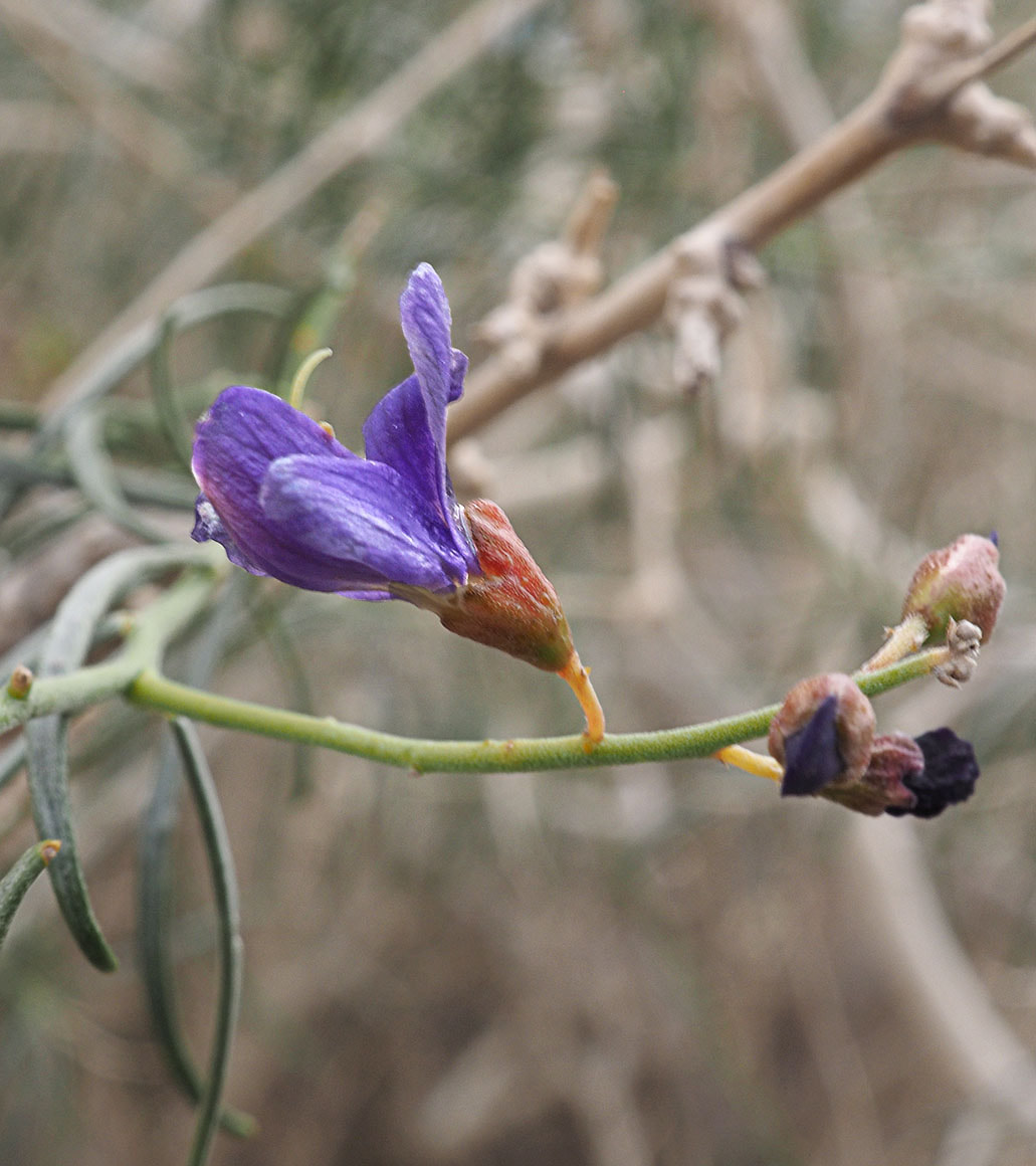 Psorothamnus schottii