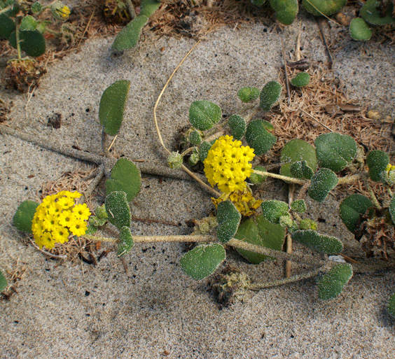 Abronia latifolia