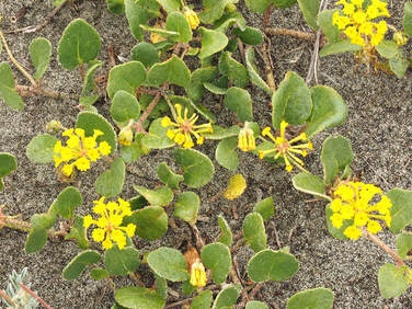 Abronia latifolia (Yellow sand verbena)