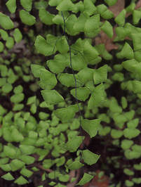 Adiantum jordanii