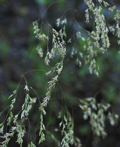 Agrostis oregonensis (Oregon bent)