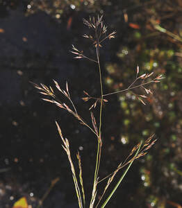 Agrostis scabra (Rough bent) 