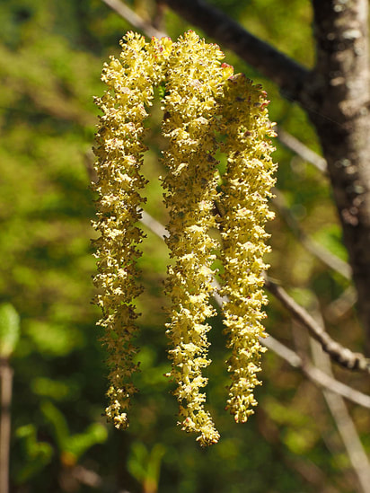 Alnus viridis ssp. sinuata (Slide alder) 