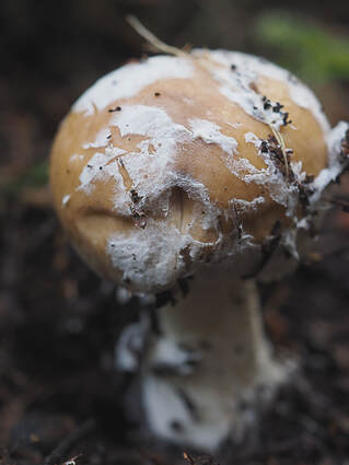 Amanita calyptroderma (Ballen's American Caeser