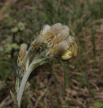 Antennaria howellii ssp. neodioica