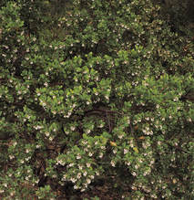Arctostaphylos manzanita ssp. glaucescens
