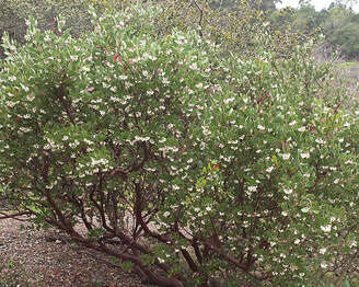 Arctostaphyhlos manzanita ssp. laevigata