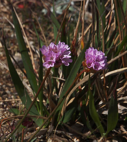 Armeria maritima ssp. californica
