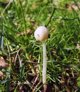 Bolbitius titubans (Yellow fieldcap mushroom)