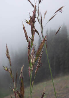Bromus sitchensis var. marginatus (Large Mountain Brome)