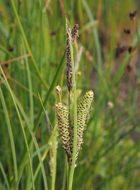 Carex kelloggii var. kelloggii (Kellogg's sedge)