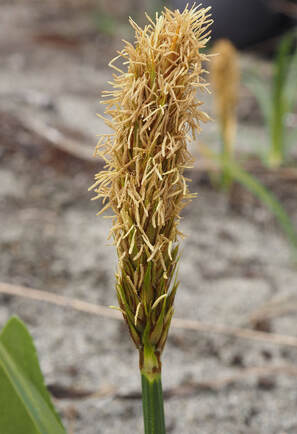Carex macrocephala (Bighead sedge)