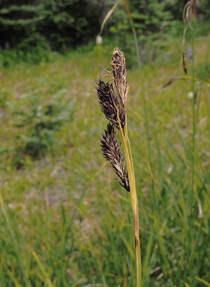 Carex spectabilis (Showy sedge)
