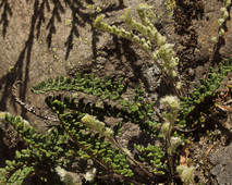 Myriopteris gracillima
