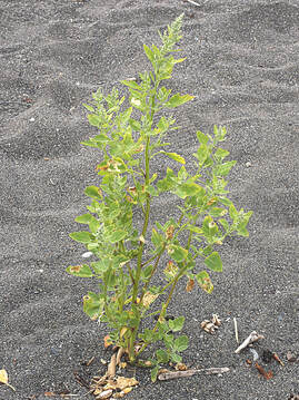 Chenopodium berlandieri var. zschachkei