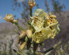 Chylismia claviformis ssp. piersonii