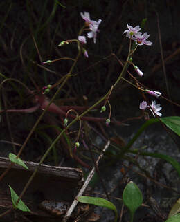 Claytonia gypsophiloides